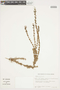 Myrcia linearifolia Cambess., BRAZIL, F