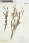 Myrcia linearifolia Cambess., BRAZIL, F