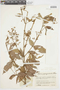 Myrcia mollis (Kunth) DC., COLOMBIA, F