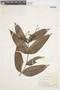 Myrcia magnoliifolia DC., BRAZIL, F
