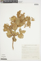 Myrcia ochroides O. Berg, BRAZIL, F