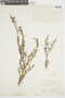 Myrcia pinifolia Cambess., BRAZIL, F