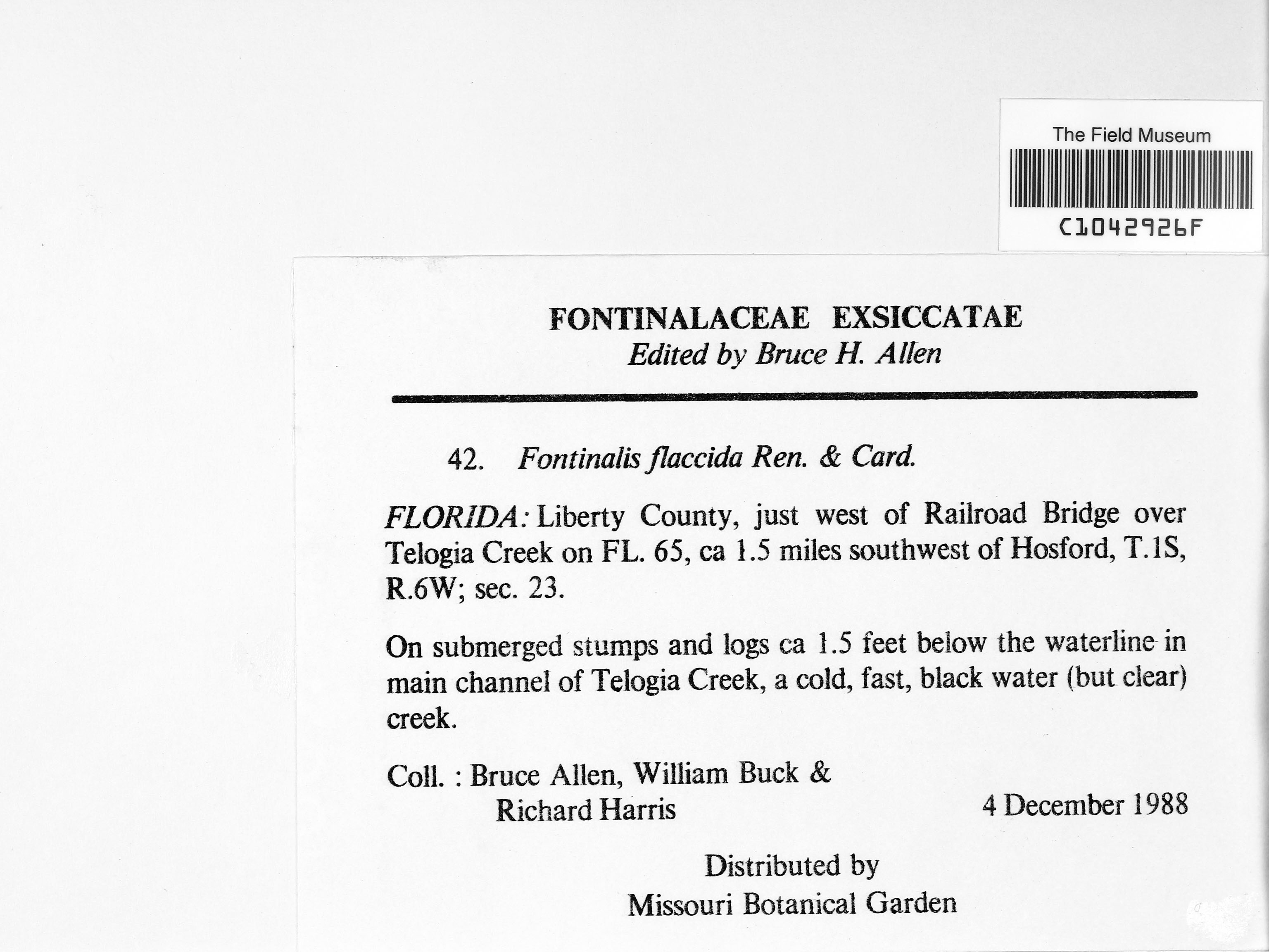 Fontinalis flaccida image