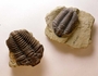 Trilobites. Fossil invertebrates