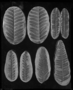 Alethopteris rugosum. Wilmington Paleo and Mazon Creek fossil specimens, leaves Geology specimen PP30996. Collected by Mr. George Langford.