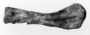 Brachiosaurus altithorax humerus Geology specimen P25107