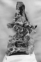 Dorsal vertebra of Brachiosaurus altithorax. Jurassic.