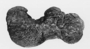 Brachiosaurus altithorax distal end of femur. Geology specimen  P25107
