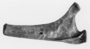 Brachiosaurus altithorax proximal end of thoracic rib. Geology specimen  P25107