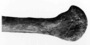 Brachiosaurus altithorax distal end of femur Geology specimen P25107