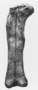Brachiosaurus altithorax bone, right femur anterior view. Geology specimen  P25107
