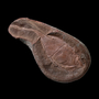 Fossil Tully monster