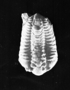 Trilobite Calmene gelebra