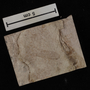 Fossil, insect wing