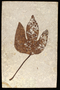Plant fossil