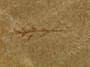 Lomatia plant fossil