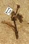 Fossil plant