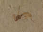 Insect fossil