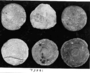 Nummulites gizehensis, Egypt, Eocene. =[Benthonic foraminifera]. Fossil Invertebrates.