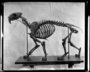 Smilodon Californicus [sabertooth] skeleton, Field Columbian Museum, Hall 35. 1914 Annual Report says a skeleton of a sabertooth cat from Rancho la Brea beds was received in exchange from University of California,