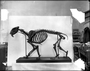Smilodon skeleton