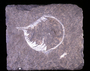 Trilobite; Olenellus sp