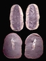 Codonotheca caduca Mazon Creek fossil plant Geology specimen PP28384