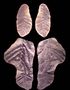 Pecopteris sp Mazon Creek fossil plant Geology specimen PP23943