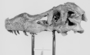 SUE T.rex skull