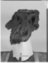 SUE T.rex skull