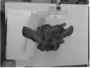 SUE T.rex vertebrae