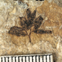 Lygodium kaufussi specimen Individual Green River fossil specimens.