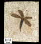 A possible palm flower Antholithes sp. Early Eocene (50 million years ago) Wyoming, USA Geology Specimen # PP43970 Individual Green River fossil specimens.