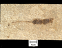 Angiosperm Catkin An as yet undescribed species Early Eocene (50 million years ago) Wyoming, USA Geology Specimen # PP43973 Individual Green River fossil specimens.