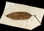 Green River Fossil