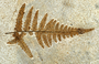 Green River Fossil
