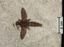 Fossil Insect, bee, from Fossil Lake, Wyoming. PE 60851