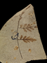 Fossil plant, on reverse side of a slab with a fossil insect.