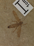 Fossil insect, on reverse side of a slab with a fossil plant.