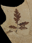Fossil plant.
