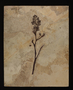 Fossil plant
