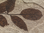 Fossil plant