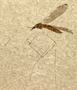 Fossil insect