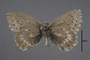 95441 Lycaena catalina HT v IN