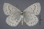 95442 Lycaena cajona HT v IN