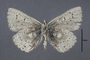 95443 Lycaena tehama HT v IN