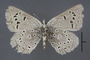 95444 Lycaena rapahoe HT v IN