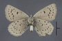 95445 Lycaena maricopa HT v IN