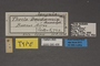 95456 Thecla deidamia T labels IN