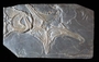Ophiuroidea (Astaozoa)  Geology Fossil Invertebrate specimen P103